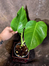 Low Variegated Monstera Albo - Rare White Monstera Borsigiana EXACT Plant (June-16-16)