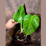Low Variegated Monstera Albo - Rare White Monstera Borsigiana EXACT Plant (June-16-16)