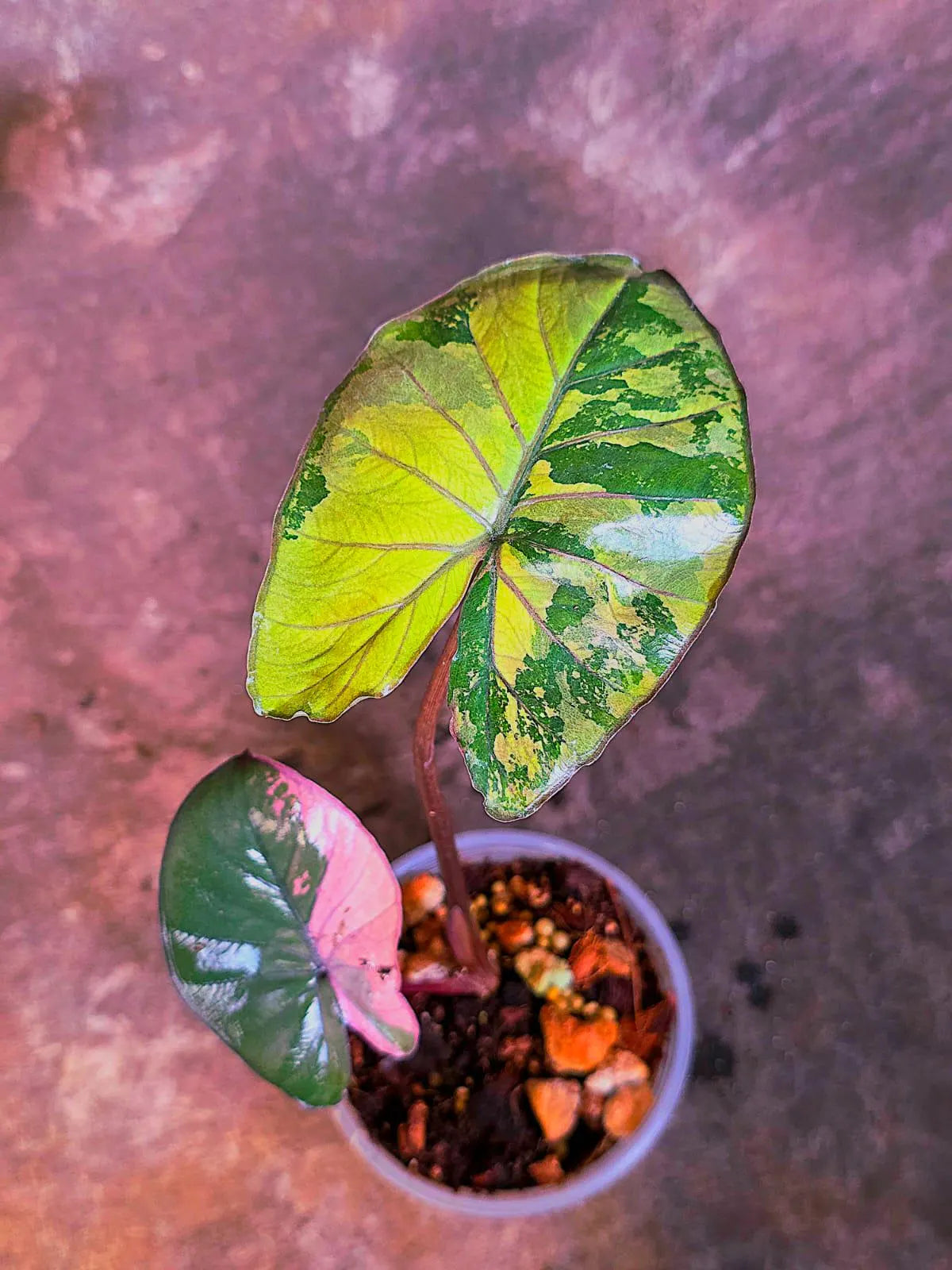 Alocasia Pink Serendipity Variegated - Rare Collector Exact Plant - US Seller (June-4-05)