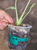 Rare Monstera Bulbasaur Variegated Plant - Mint Variegation - Exact Plant (June-4-03)
