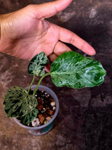 Rare Monstera Bulbasaur Variegated Plant - Mint Variegation - Exact Plant (June-4-03)