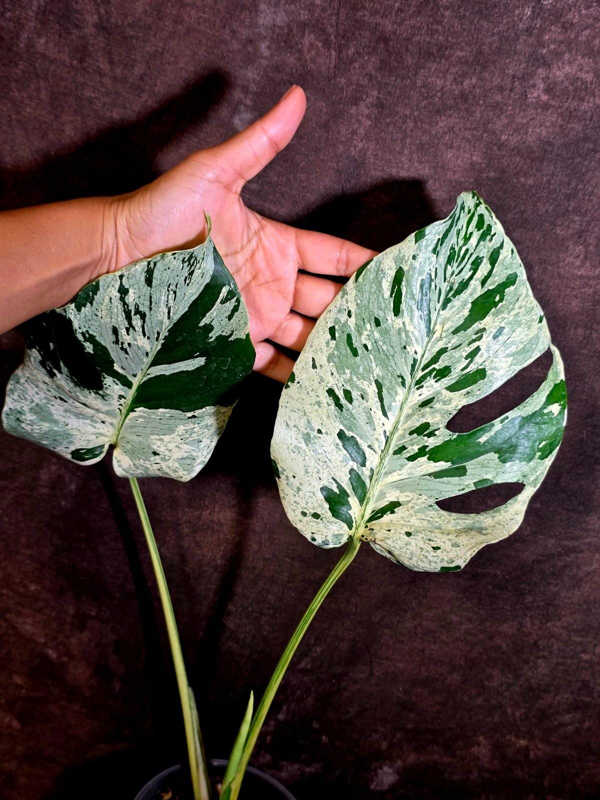 Rare Monstera Bulbasaur Variegated Plant - Mint Variegation - Exact Plant (June-4-09)