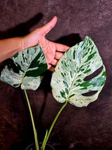 Rare Monstera Bulbasaur Variegated Plant - Mint Variegation - Exact Plant (June-4-09)
