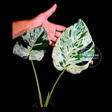 Rare Monstera Bulbasaur Variegated Plant - Mint Variegation - Exact Plant (June-4-09)