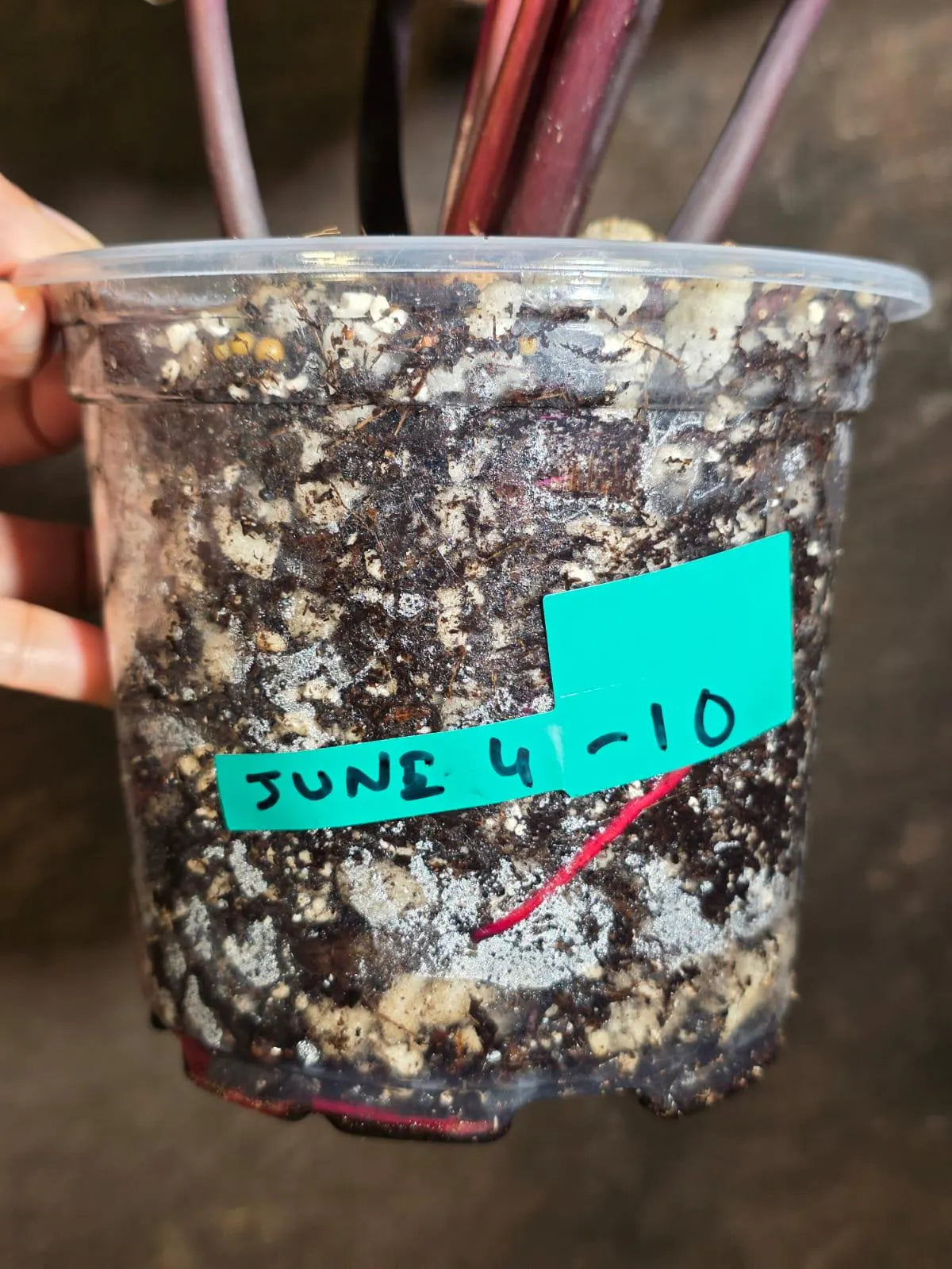Variegated Black Cardinal Philodendron - Rare Collector Plant - EXACT Plant (June-4-10)