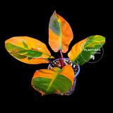Variegated Black Cardinal Philodendron - Rare Collector Plant - EXACT Plant (June-4-10)