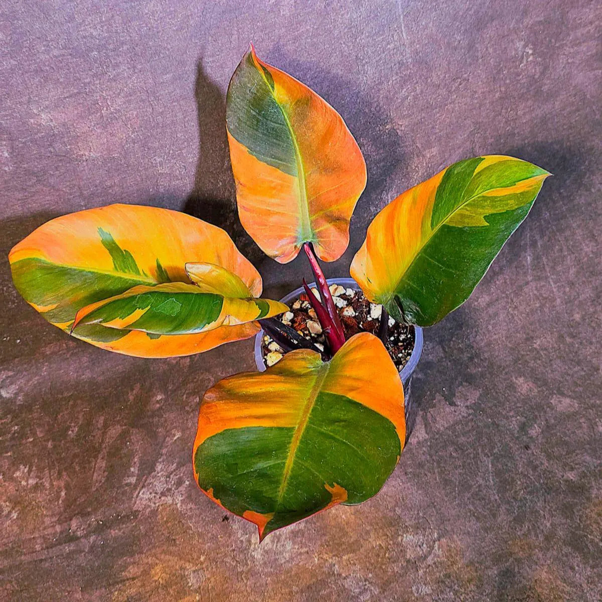 Variegated Black Cardinal Philodendron - Rare Collector Plant - EXACT Plant (June-4-10)