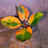 Variegated Black Cardinal Philodendron - Rare Collector Plant - EXACT Plant (June-4-10)