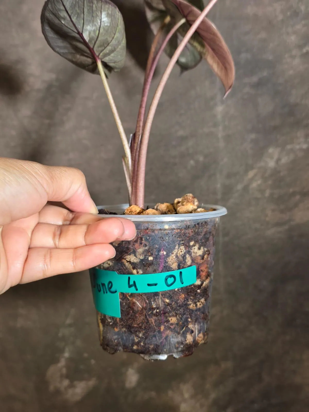 Alocasia Pink Serendipity Variegated - Rare Tropical Plant - EXACT Plant - US Seller (June-4-01)