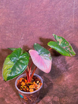 Alocasia Pink Serendipity Variegated - Rare Tropical Plant - EXACT Plant - US Seller (June-4-01)