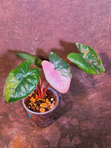 Alocasia Pink Serendipity Variegated - Rare Tropical Plant - EXACT Plant - US Seller (June-4-01)