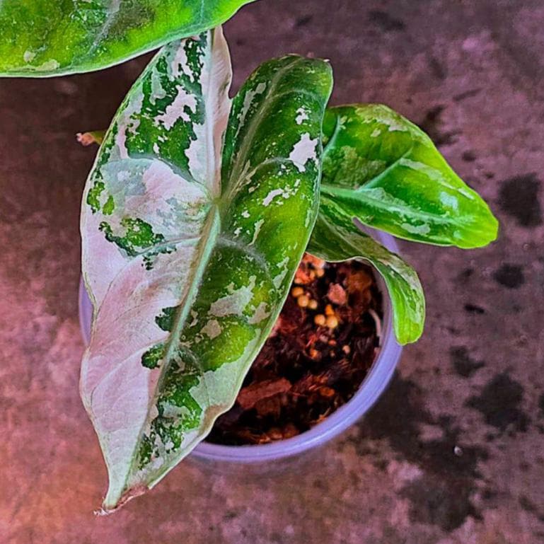 Alocasia Pink Dragon Albo Variegated Plant - Rare Pink Stem Elephant Ear - US Seller (June-4-04)