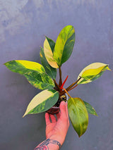 Variegated Philodendron Yellow Congo Live Plant - Super Rare Indoor - (June-17-27)
