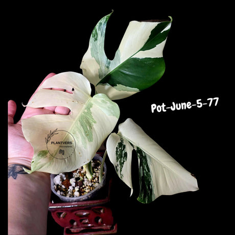 Monstera Albo - Rare Variegated Monstera Borsigiana Albo - Rare Collector Plant - White Monstera Albo - EXACT Same Plant - US Seller