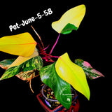 Philodendron Strawberry Shake High Variegated Live Plant - EXACT Same Plant - US Seller
