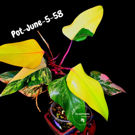 Philodendron Strawberry Shake High Variegated Live Plant - EXACT Same Plant - US Seller