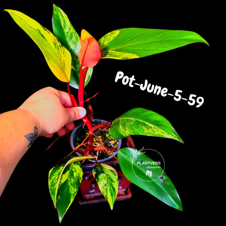 Philodendron Strawberry Shake High Variegated Live Plant - EXACT Same Plant - US Seller