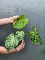 Monstera Bulbasaur Variegated – Rare Live Plant – US Seller (June-17-31)