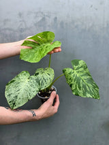 Monstera Bulbasaur Variegated – Rare Live Plant – US Seller (June-17-31)