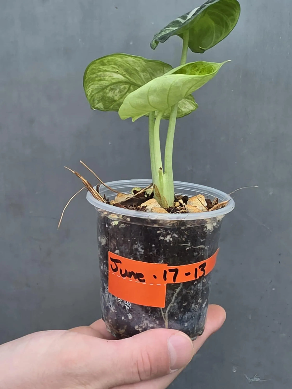 Alocasia Black Velvet Splash Plant - EXACT Plant (June-17-13)