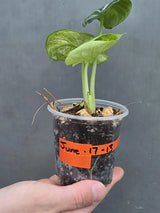 Alocasia Black Velvet Splash Plant - EXACT Plant (June-17-13)