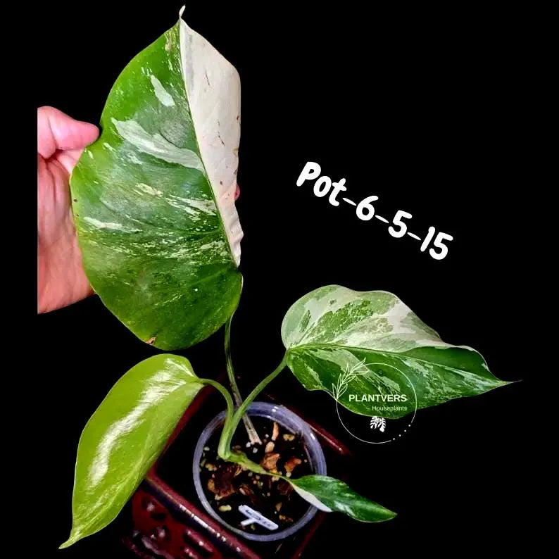 Variegated Monstera Albo - Rare Live Indoor Houseplant - Easy Care Collector Plant  - *EXACT PLANT* - US Seller