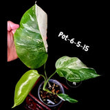 Variegated Monstera Albo - Rare Live Indoor Houseplant - Easy Care Collector Plant  - *EXACT PLANT* - US Seller