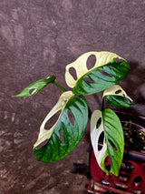 Variegated Monstera Adansonii Albo - Swiss Cheese Plant - (6-5-30)