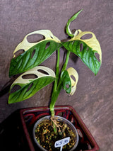 Variegated Monstera Adansonii Albo - Swiss Cheese Plant - (6-5-30)