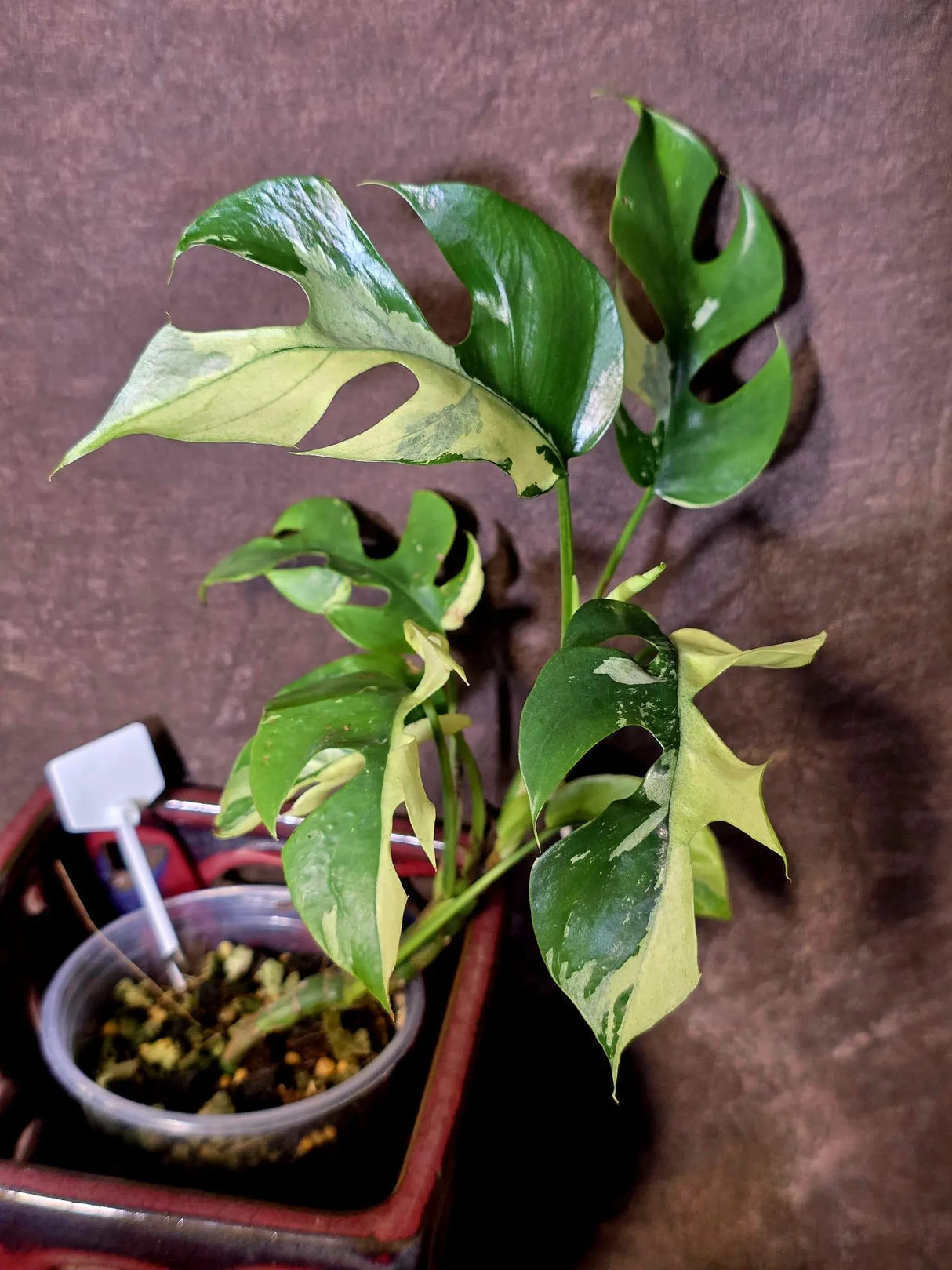 Variegated Rhaphidophora Tetrasperma Albo - Rare Exact Plant - (6-5-31)