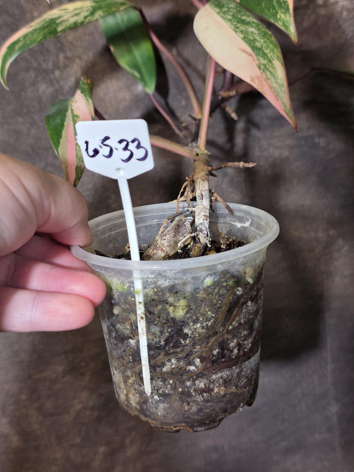 Variegated Philodendron Strawberry Shake Live Plant - EXACT Plant - (6-5-33)
