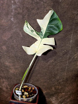 Variegated Monstera Albo - Rare White Monstera Borsigiana (6-5-35)