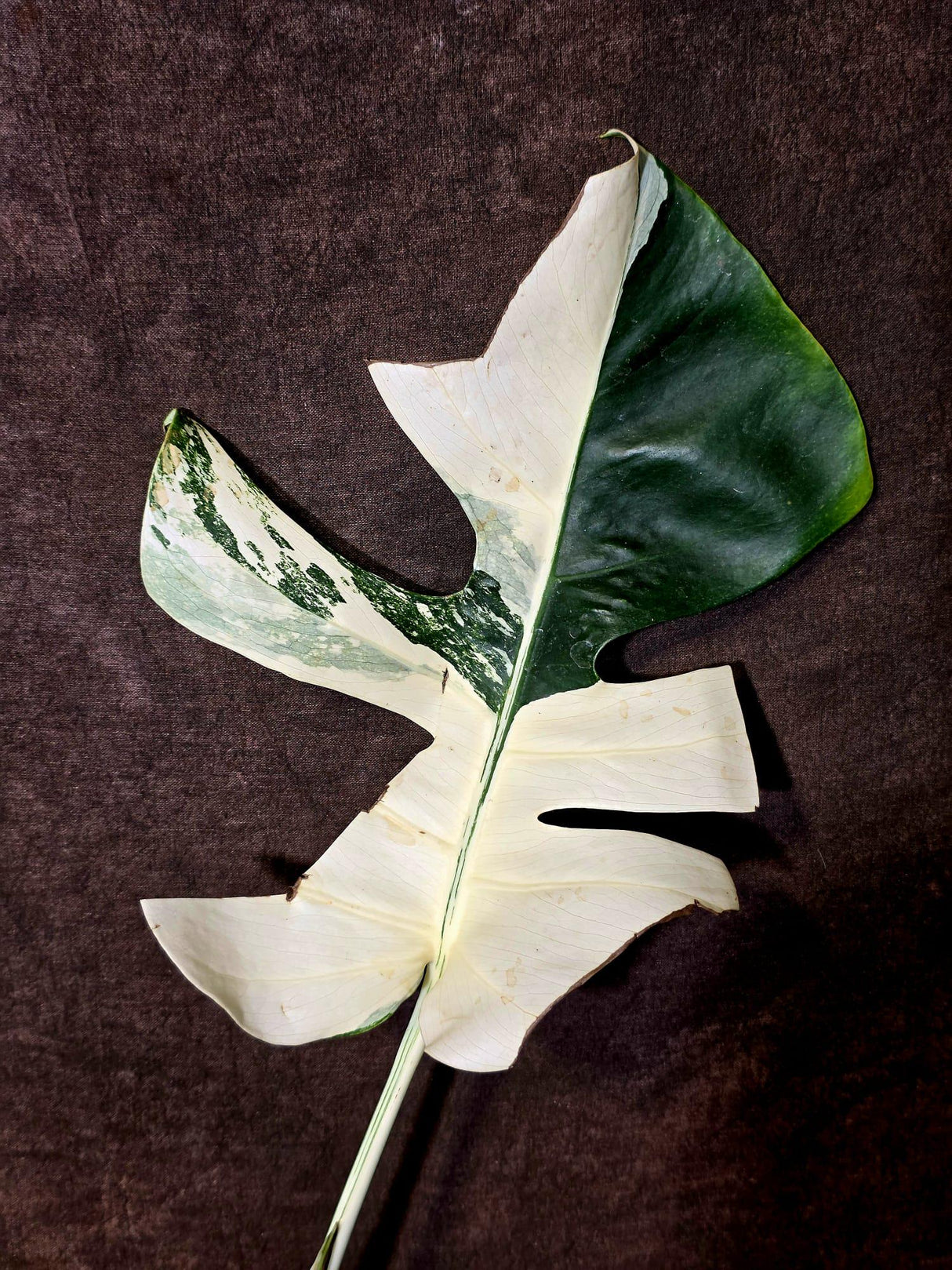 Variegated Monstera Albo - Rare White Monstera Borsigiana (6-5-35)