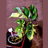 Variegated Rhaphidophora Tetrasperma Albo - Rare Exact Plant - (6-5-31)