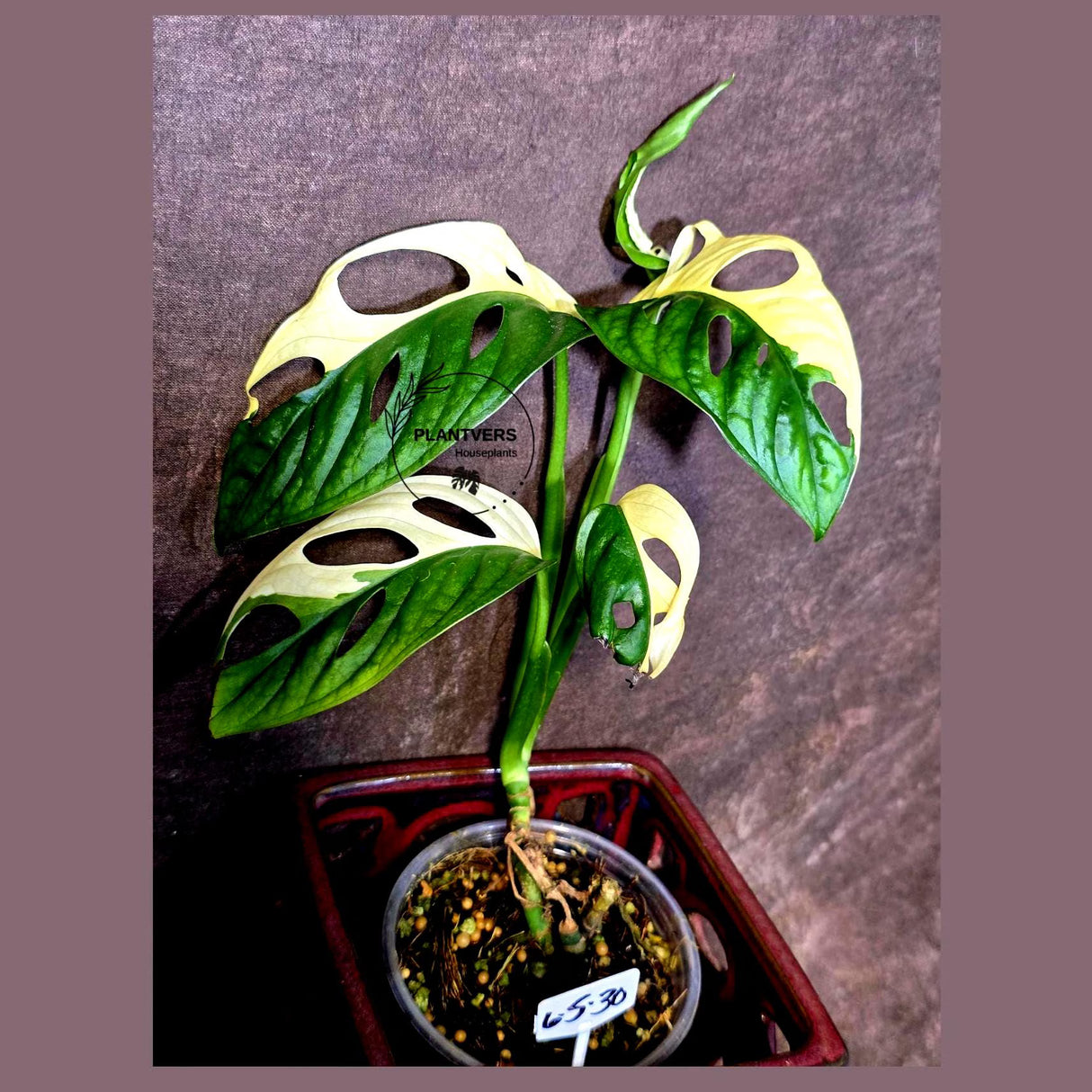 Variegated Monstera Adansonii Albo - Swiss Cheese Plant - (6-5-30)
