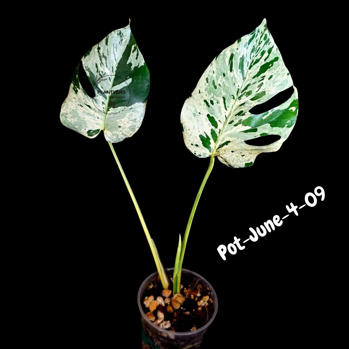 Rare Variegated Monstera Deliciosa Bulbasaur Live Plant - EXACT Collector Houseplant - US Seller