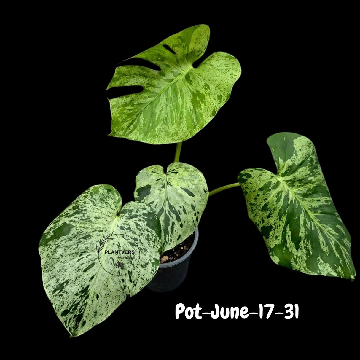 Rare Variegated Monstera Deliciosa Bulbasaur Live Plant - EXACT Collector Houseplant - US Seller