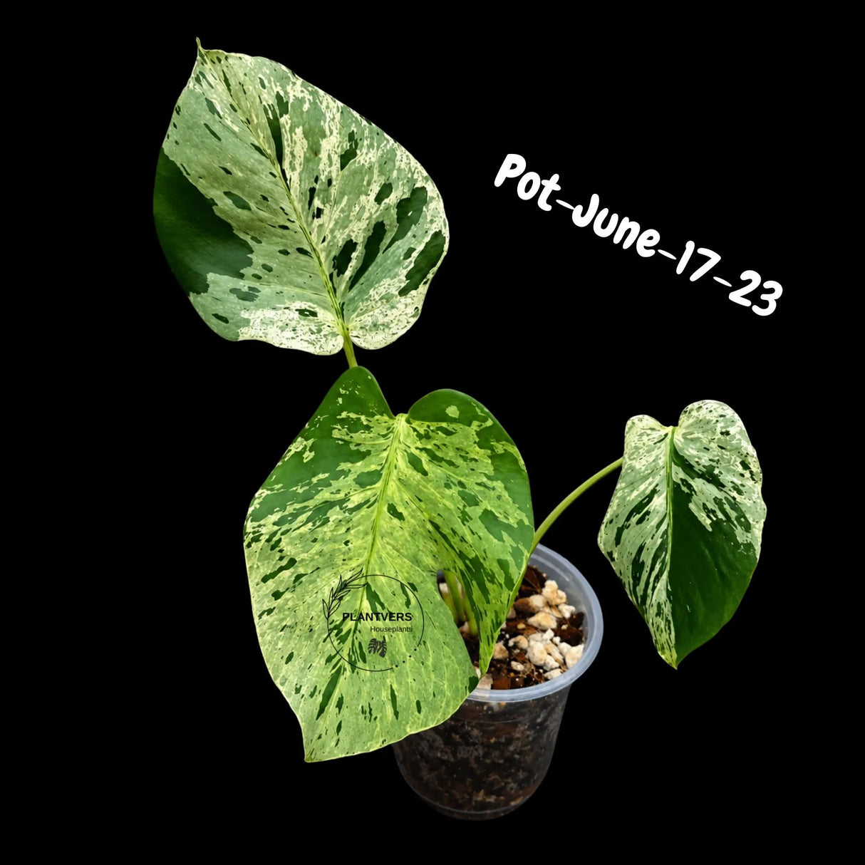Rare Variegated Monstera Deliciosa Bulbasaur Live Plant - EXACT Collector Houseplant - US Seller