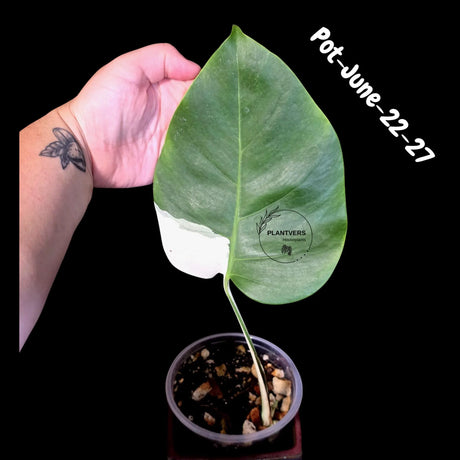 Variegated Monstera Albo - Rare Live Indoor Houseplant - Easy Care Collector Plant  - *EXACT PLANT* - US Seller