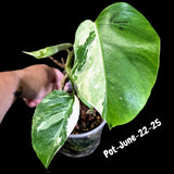 Variegated Monstera Albo - Rare Live Indoor Houseplant - Easy Care Collector Plant  - *EXACT PLANT* - US Seller