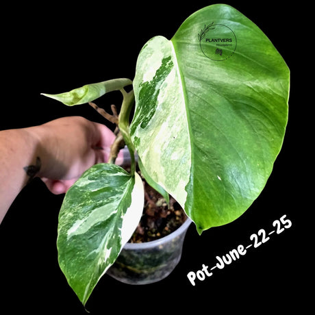 Variegated Monstera Albo - Rare Live Indoor Houseplant - Easy Care Collector Plant  - *EXACT PLANT* - US Seller