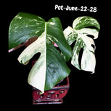 Variegated Monstera Albo - Rare Live Indoor Houseplant - Easy Care Collector Plant  - *EXACT PLANT* - US Seller