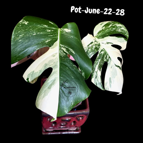 Variegated Monstera Albo - Rare Live Indoor Houseplant - Easy Care Collector Plant  - *EXACT PLANT* - US Seller