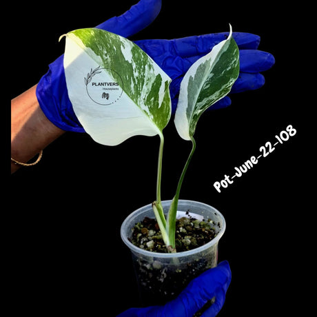 Variegated Monstera Albo - Rare Live Indoor Houseplant - Easy Care Collector Plant  - *EXACT PLANT* - US Seller