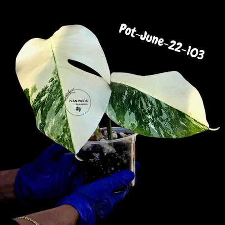Variegated Monstera Albo - Rare Live Indoor Houseplant - Easy Care Collector Plant  - *EXACT PLANT* - US Seller