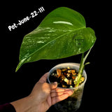 Variegated Monstera Albo - Rare Live Indoor Houseplant - Easy Care Collector Plant  - *EXACT PLANT* - US Seller