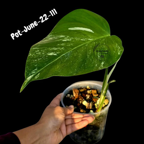 Variegated Monstera Albo - Rare Live Indoor Houseplant - Easy Care Collector Plant  - *EXACT PLANT* - US Seller