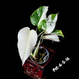 Monstera Albo - Rare Variegated Monstera Borsigiana Albo - Rare Collector Plant - White Monstera Albo - EXACT Same Plant - US Seller