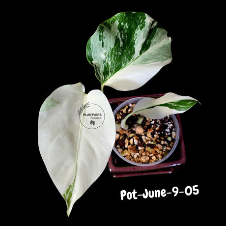 Monstera Albo - Rare Variegated Monstera Borsigiana Albo - Rare Collector Plant - White Monstera Albo - EXACT Same Plant - US Seller