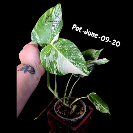 Monstera Albo - Rare Variegated Monstera Borsigiana Albo - Rare Collector Plant - White Monstera Albo - EXACT Same Plant - US Seller